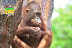 สวนสัตว์ลพบุรี