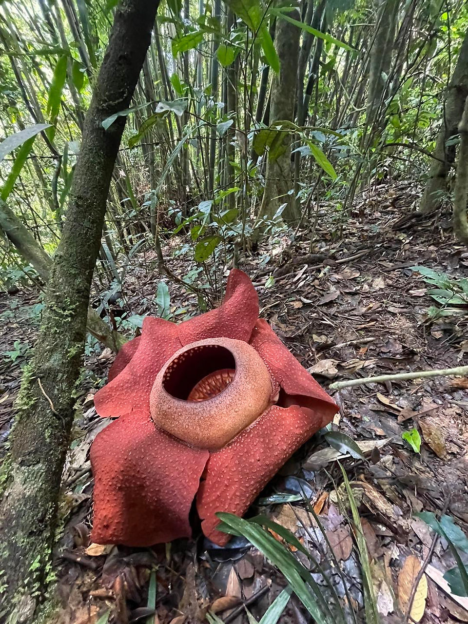 Rafflesia in KRafflesia in Khao Sok National Parkhao Sok National