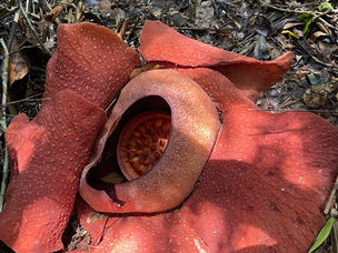 Nature trail to see Rafflesia in Khao Sok National Park