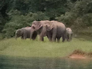 Wild elephant seen near the shoreline of Cheow Lan Lake