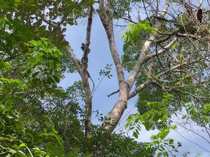 Trachypithecus obscurus