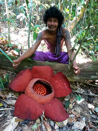 Trek to the Rafflesia Flower