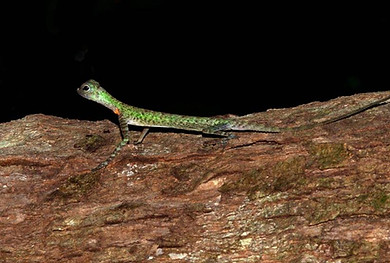 Flying lizards are the most efficient glide reptiles.