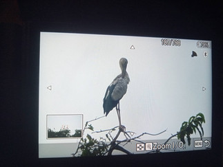 Where the Forest Speaks: A Birdwatching Journey in Sri Phang-Nga