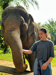 Khao Sok Elephant Sanctuary is a safe haven where our elephants are retired from work and live in the harmony of the rainforest. We have a few tour options available and look forward to welcoming you to our little piece of heaven in the beautiful area of Khao Sok. Our elephants live in the shade of palm trees with our own freshwater river flowing through the property where they can swim and drink.