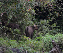 Khlong Saeng Wildlife Sanctuary Located in Tambon Takuk Nuea. Khiri Rat Nikhom District, Khao Phang Subdistrict, Kraison Subdistrict, Ban Ta Khun Subdistrict Surat Thani Province The terrain is a complex mountain range, height from 100 meters up, with the peak of Khao Wong, the highest peak of 1,272 meters, with a high slope as a limestone mountain.