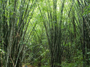 Khao Sok surrounding nature activities