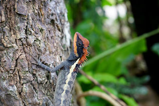 Lizard on tree bark in Khao Sok rainforest