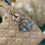 Thumbnail: BNIB Lady Dior Small My ABC Dior Bag Sand Lamb LGHW