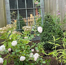White roses growing in front of a green mirror.