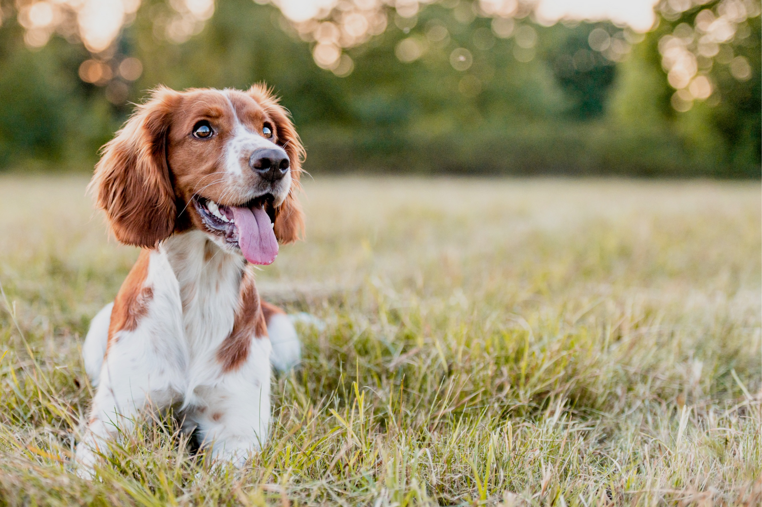 Spaniel