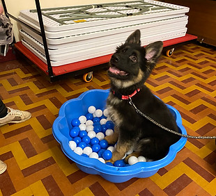 remi ball pit 2.JPEG
