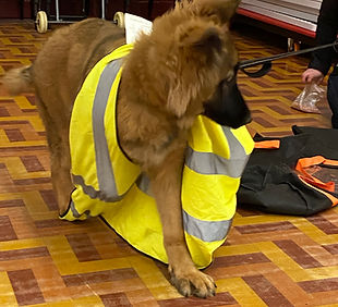 loki high vis.jpeg
