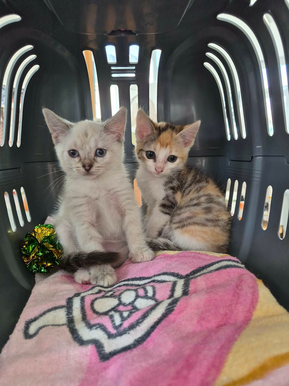chaton femelles de 2 mois