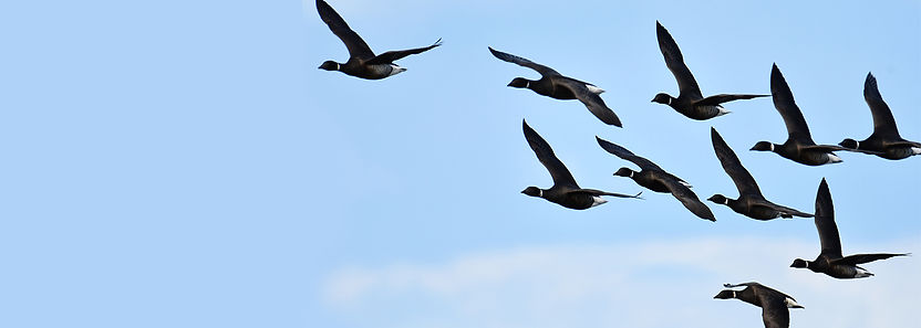 BAT25-BrantFlock-WebBanner.jpg