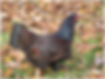 Cornish 2.png