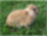 Holland lop 3.png