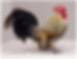 Dutch 3.png