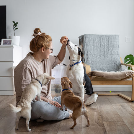 The Power of Canine Enrichment Feeding Toys