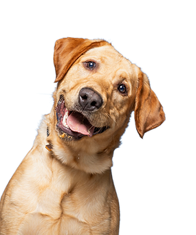 cute dog on an isolated background in a studio shot_edited.png