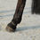 Thumbnail: Kentucky Horsewear Pastern Wraps
