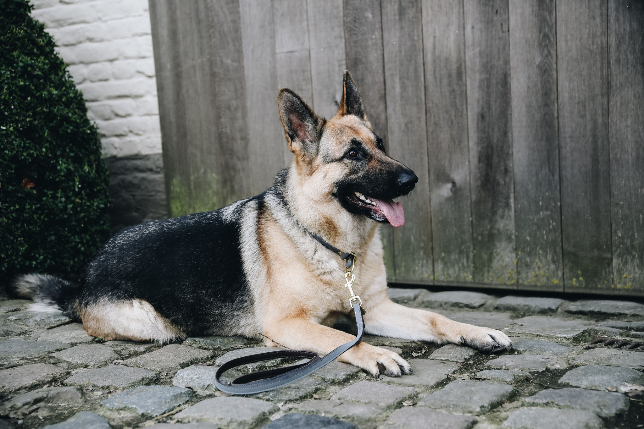 Dog collar Kentucky Loop