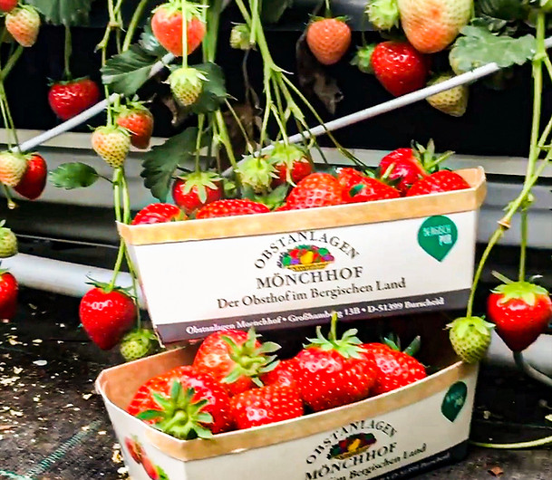 Erdbeerschälchen dr Obstanlagen Mönchhof, Burscheid.jpg