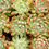 Thumbnail: SU154 | Echeveria Sagita