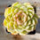 Thumbnail: SU045 | 苯巴蒂斯 Echeveria 'Ben Badis'