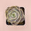 Thumbnail: SU016 | 蓝色惊喜 Echeveria 'Blue Surprise'