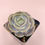 Thumbnail: SU016 | 蓝色惊喜 Echeveria 'Blue Surprise'