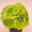 Thumbnail: SU062 | 百合莉莉 Aeonium LilyPad