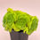 Thumbnail: SU062 | 百合莉莉 Aeonium LilyPad