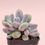 Thumbnail: SU0142 | Pachyphytum 'Blue Haze'