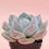 Thumbnail: SU064 | 橙梦露 Echeveria Monroe | Mother Plant