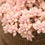Thumbnail: SU008 | 丸叶姬秋丽 Graptopetalum mendozae