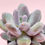 Thumbnail: SU0142 | Pachyphytum 'Blue Haze'