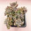 Thumbnail: SU008 | 丸叶姬秋丽 Graptopetalum mendozae