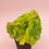 Thumbnail: SU062 | 百合莉莉 Aeonium LilyPad