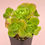 Thumbnail: SU062 | 百合莉莉 Aeonium LilyPad