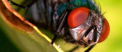 mosca wix