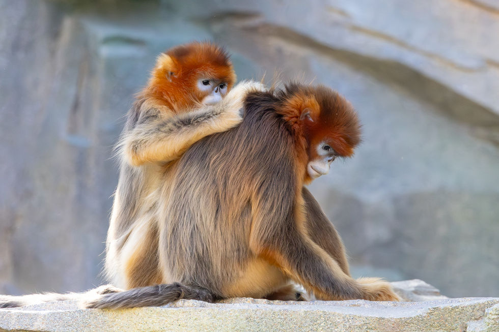 Golden snub-nosed monkeys