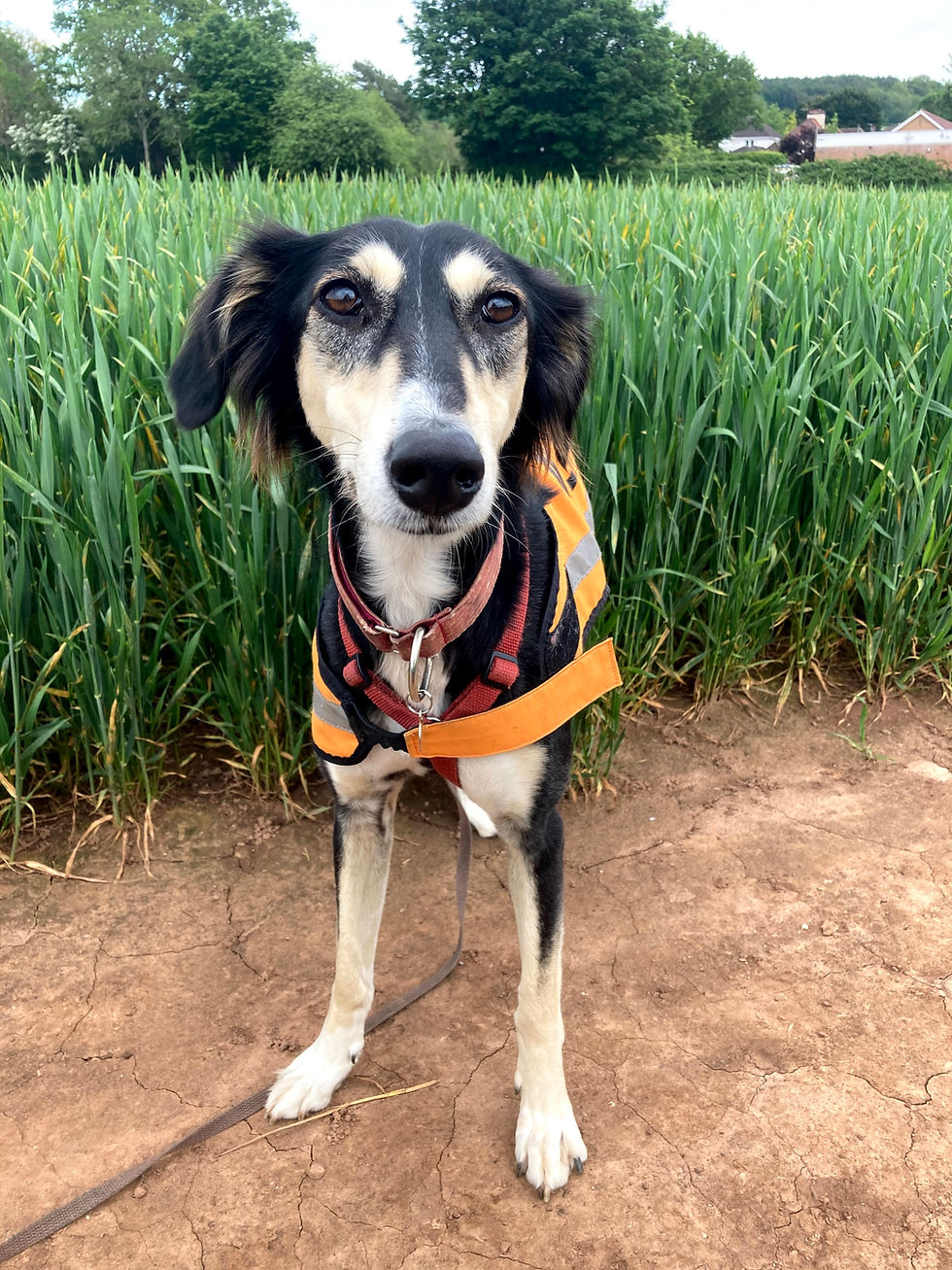 Emily Coombe Dog Behaviourist In Bristol emily-coombe-dog-behaviourist-in-bristol