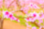 DSCF0824.JPG