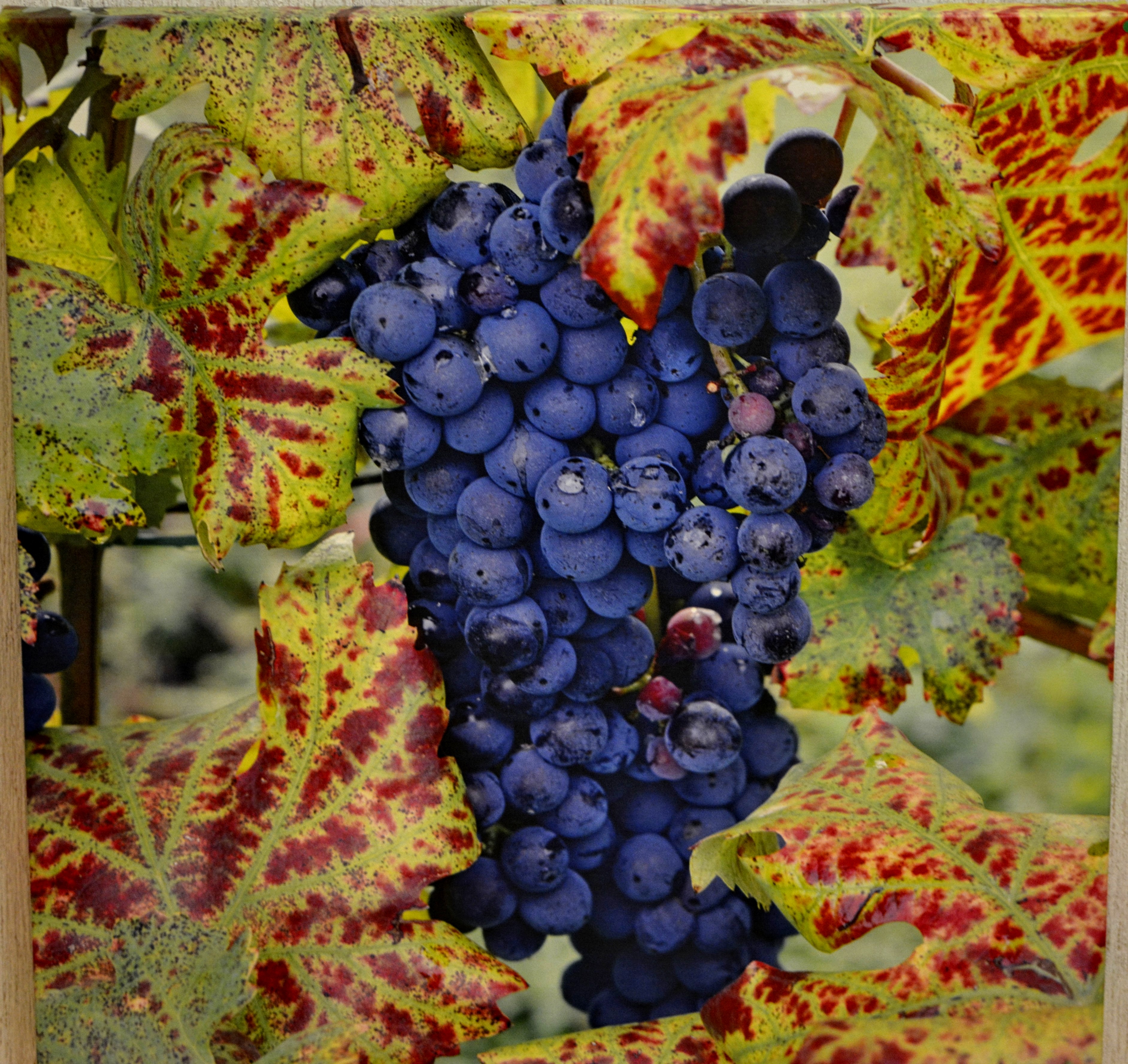 Grapes 24" x 24" by Tom Mackie