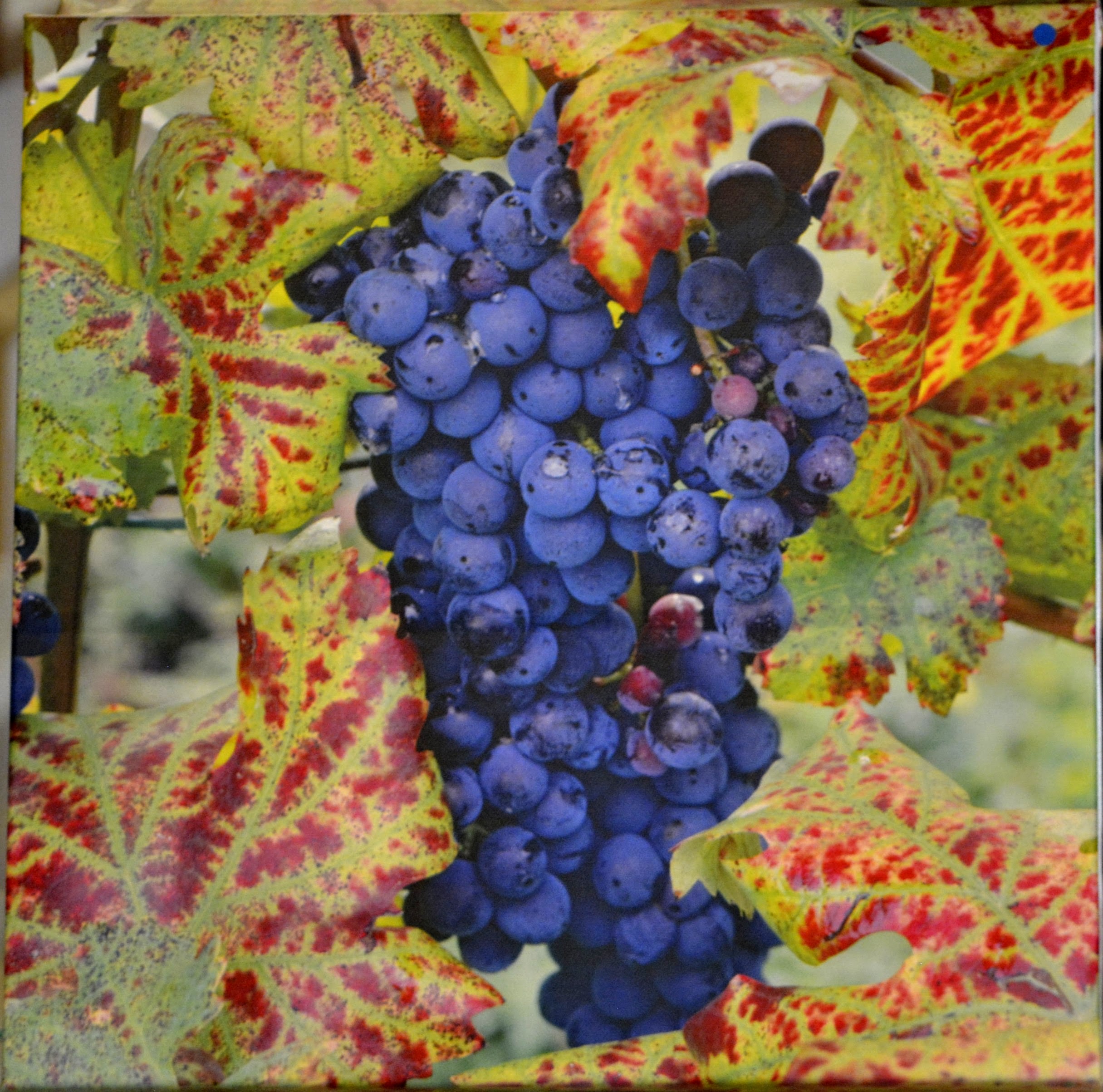 Grapes 12" x 12" by Tom Mackie