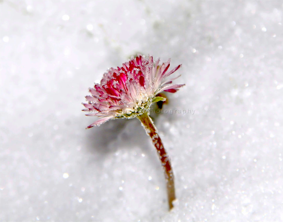 Frozen Flower