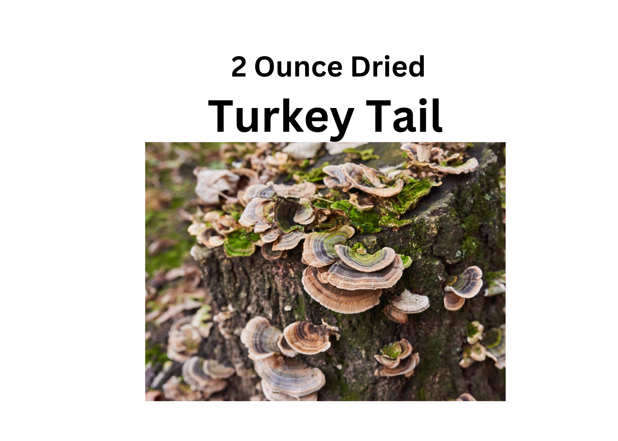 2oz Turkey Tail Dried Whole Mushroom (Trametes versicolor)