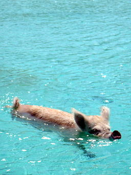 Pig_swimming (1).jpg
