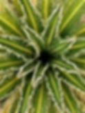 1168a0d7-4371-48c5-90dd-6ef7856e194a_edited.jpg